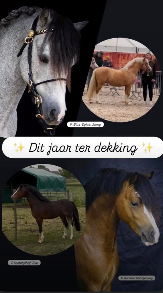 Welsh A hengsten ter dekking, Dieren en Toebehoren
