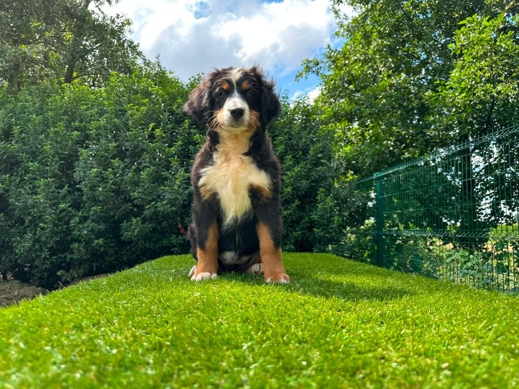 Chiots Bouvier Bernois
