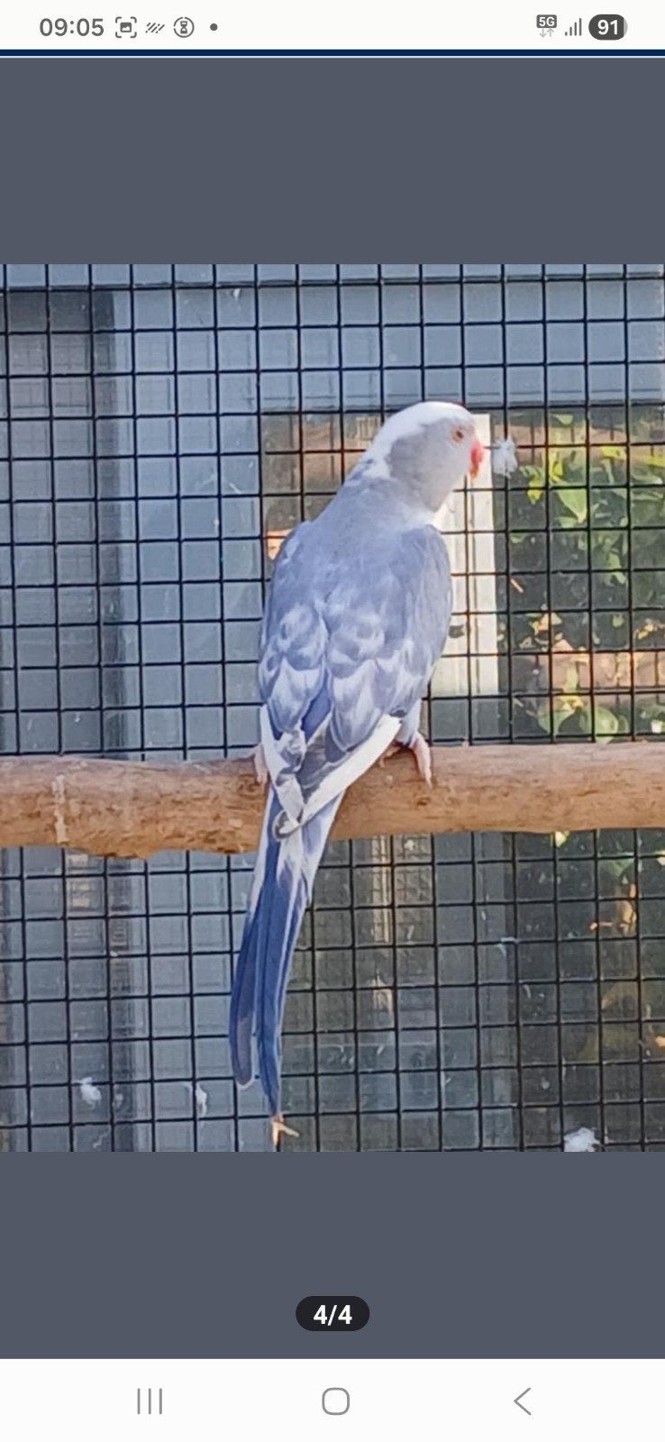 halsbandparkiet violet bont pop 2023, Dieren en Toebehoren, Tam