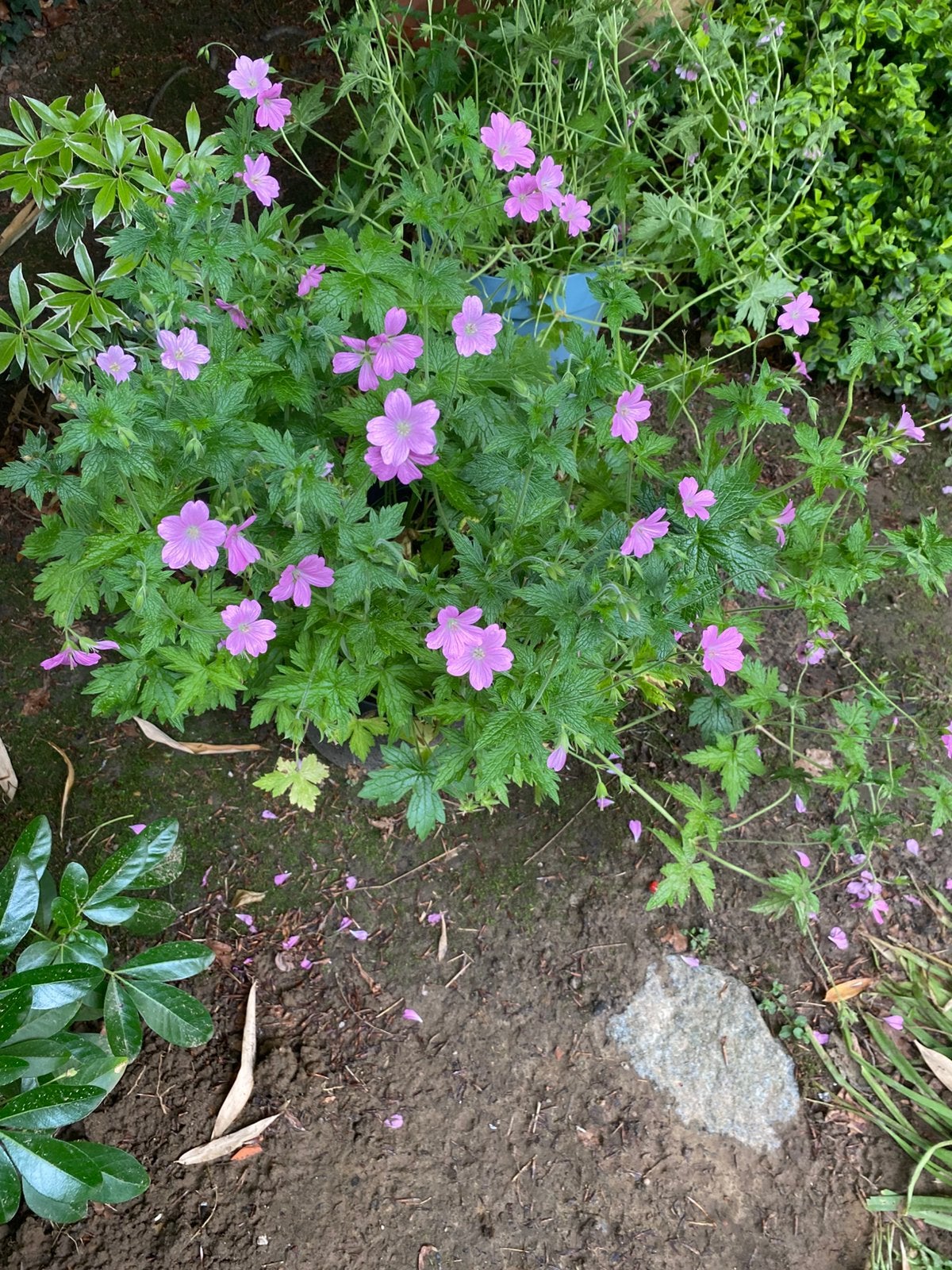 Grand pot de géraniums vivaces!, Jardin & Terrasse, Printemps, Enlèvement, Graminées ornementales, Plante fixe