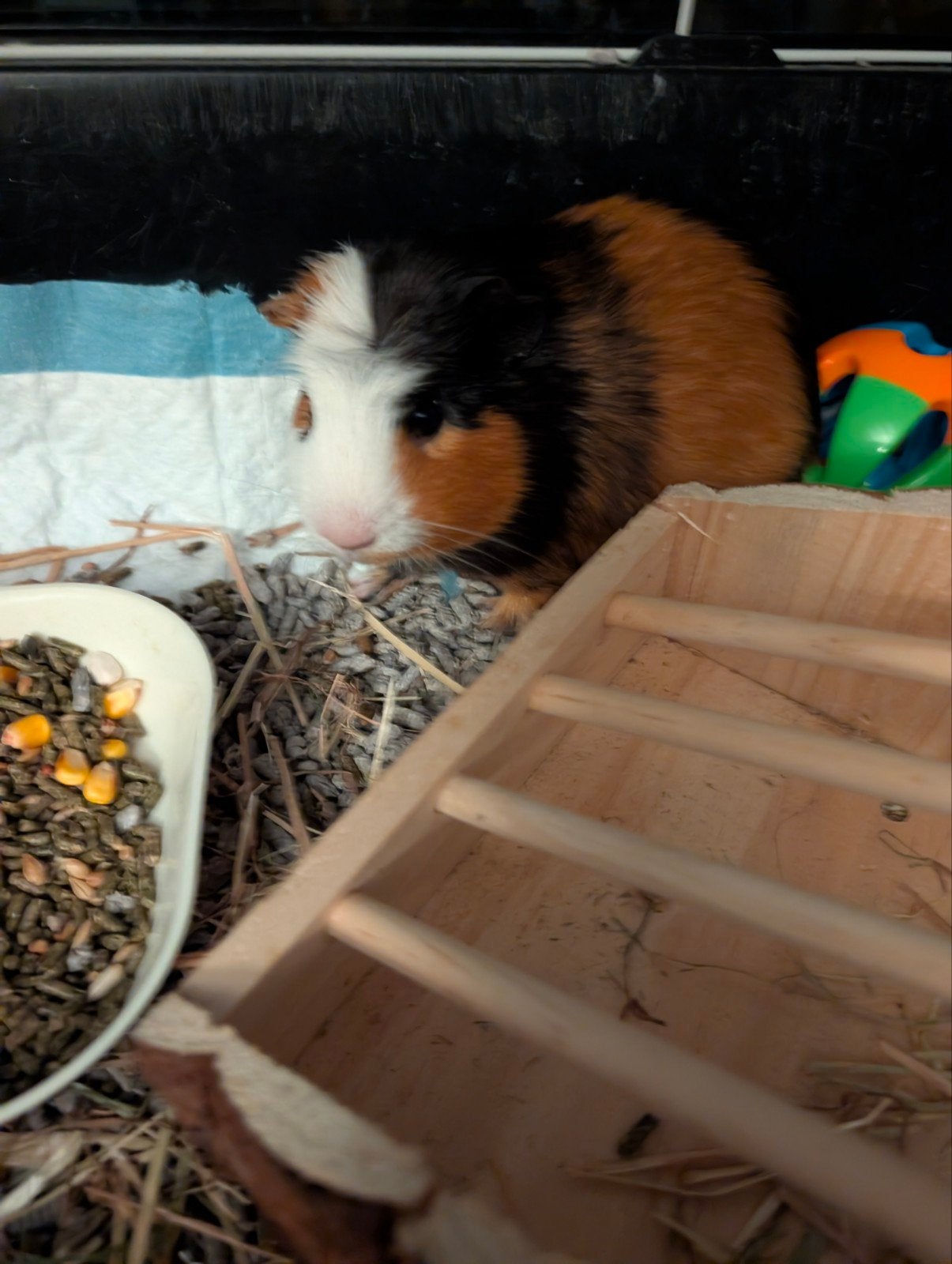Cavia beertje, Augustus, Mannelijk, Cavia