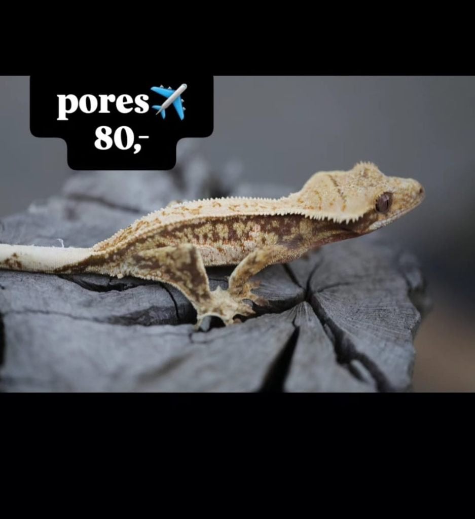 Verschillende wimpergekko's wegens inkrimping hobby, Animaux & Accessoires, Reptiles & Amphibiens, Lézard, 0 à 2 ans, Domestique