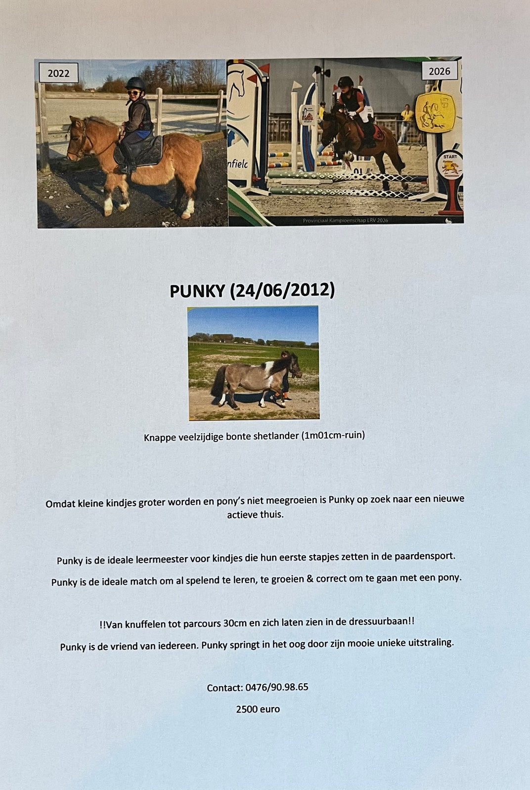 Shetlandpony, Dieren en Toebehoren, Ruin, Niet van toepassing, Springpony, Gechipt