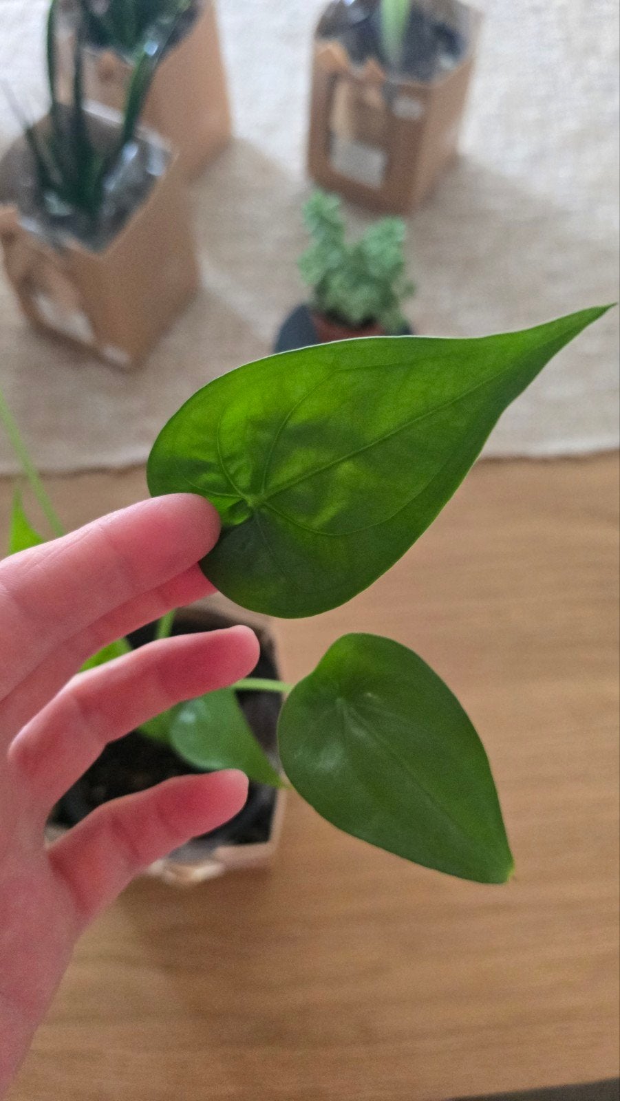 ALOCASIA CUCULATTA, Enlèvement