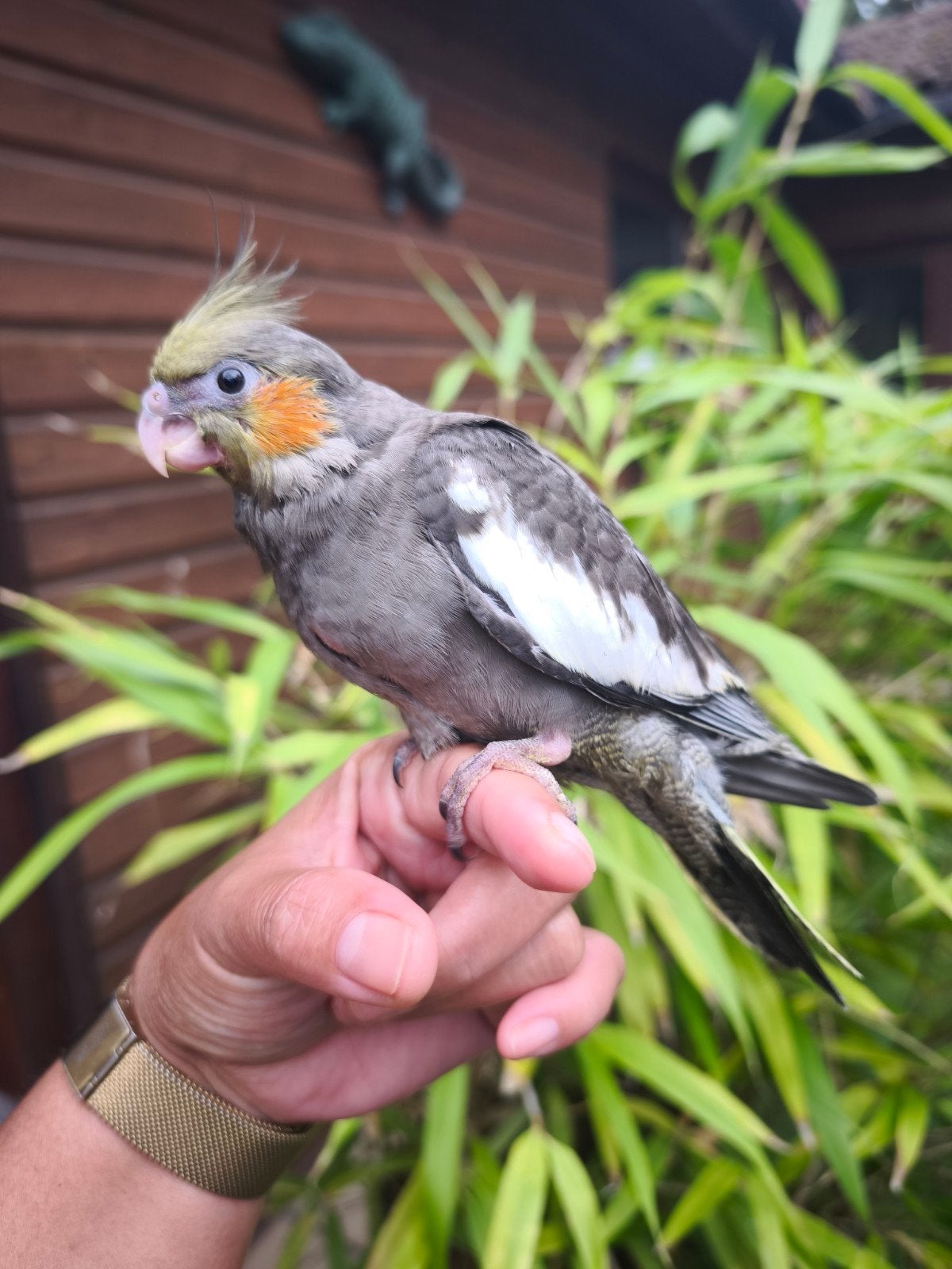 Calopsitte apprivoisé, Animaux & Accessoires, Oiseaux | Perruches & Perroquets