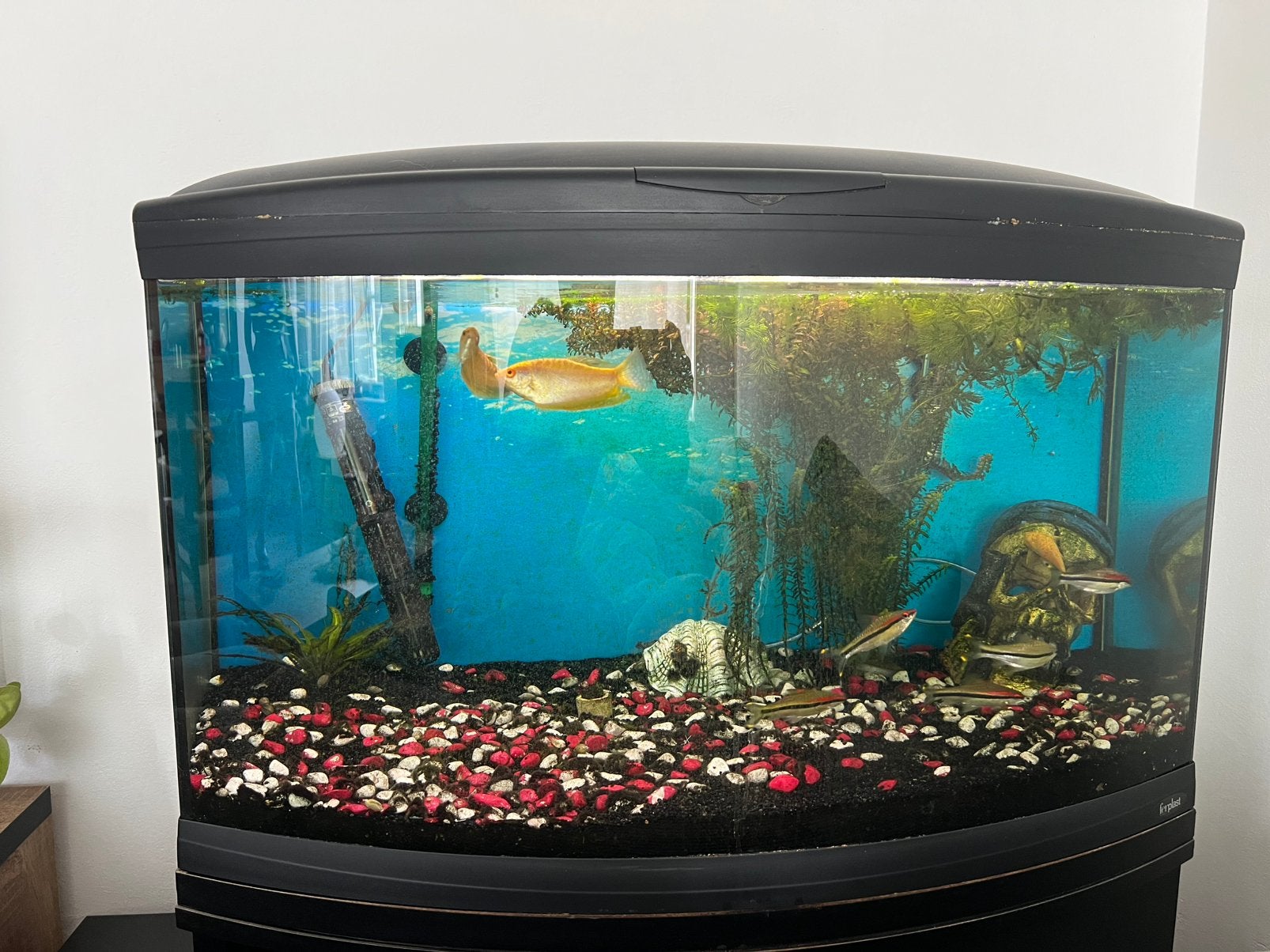 Aquarium, Cayman, met meubel en vissen, Dieren en Toebehoren, Ophalen, Zo goed als nieuw, Filter