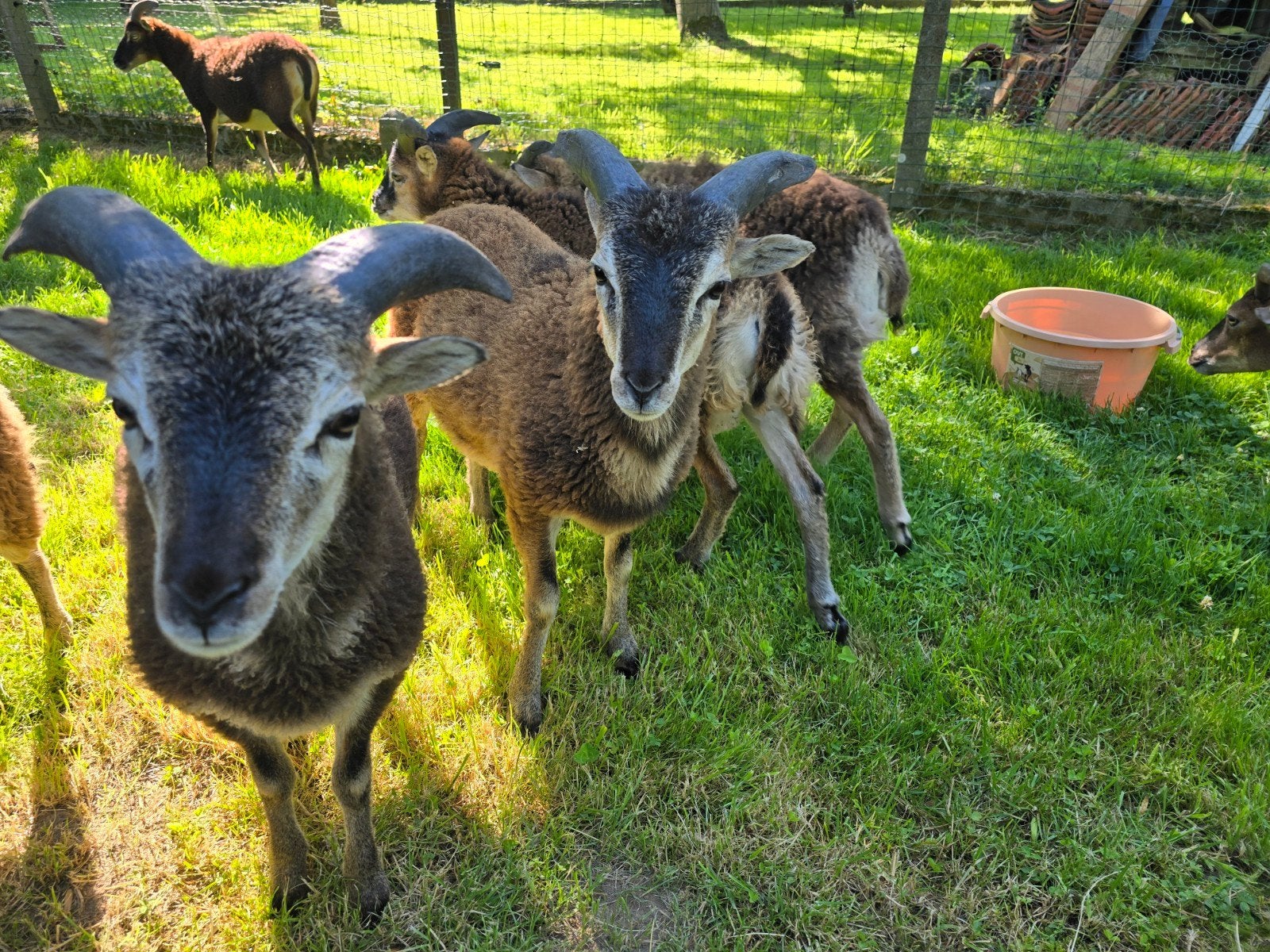 Soay lammetjes te koop, Animaux & Accessoires