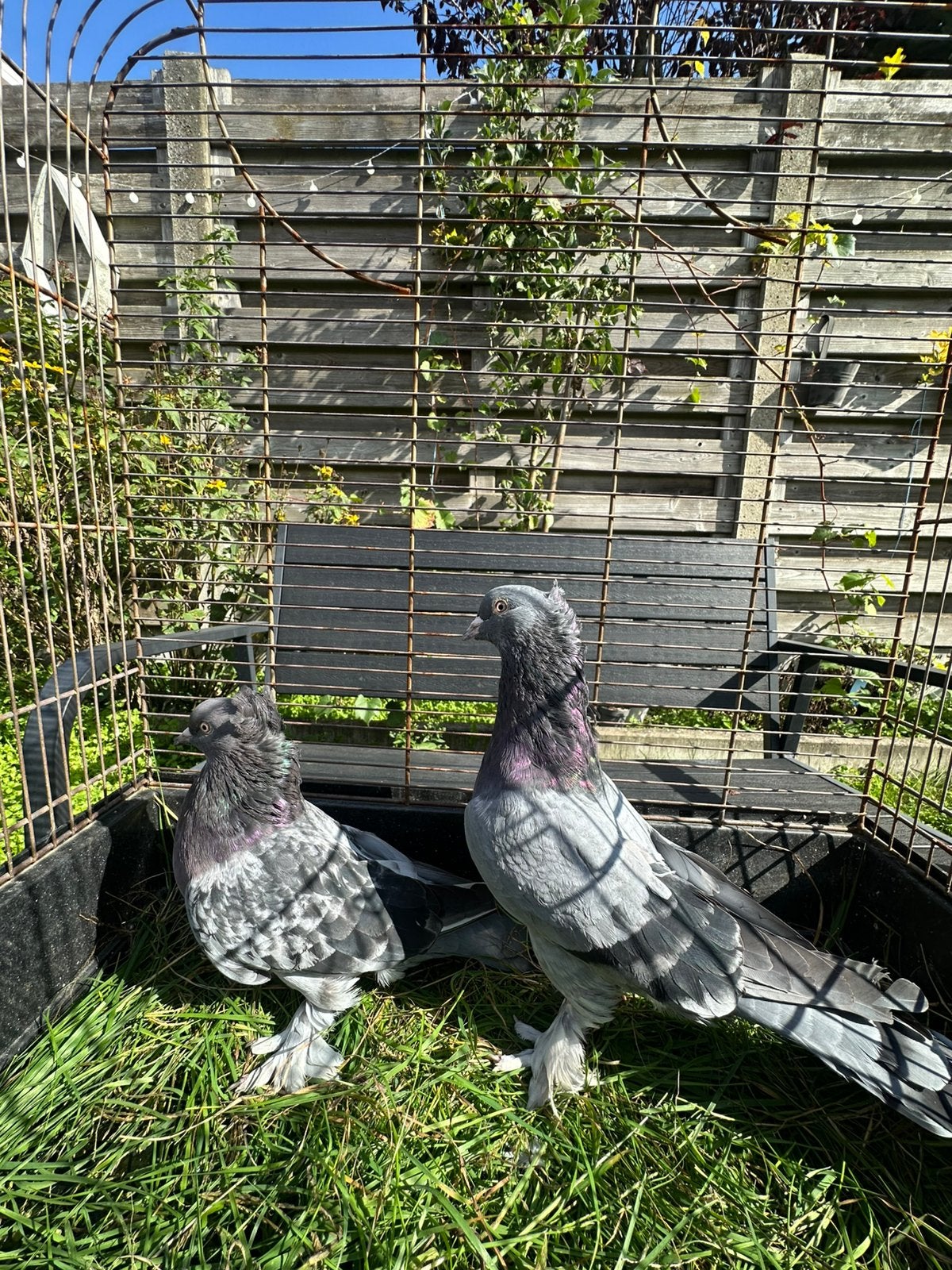 Koppel takla, Plusieurs animaux, Pigeon culbutant ou Roller