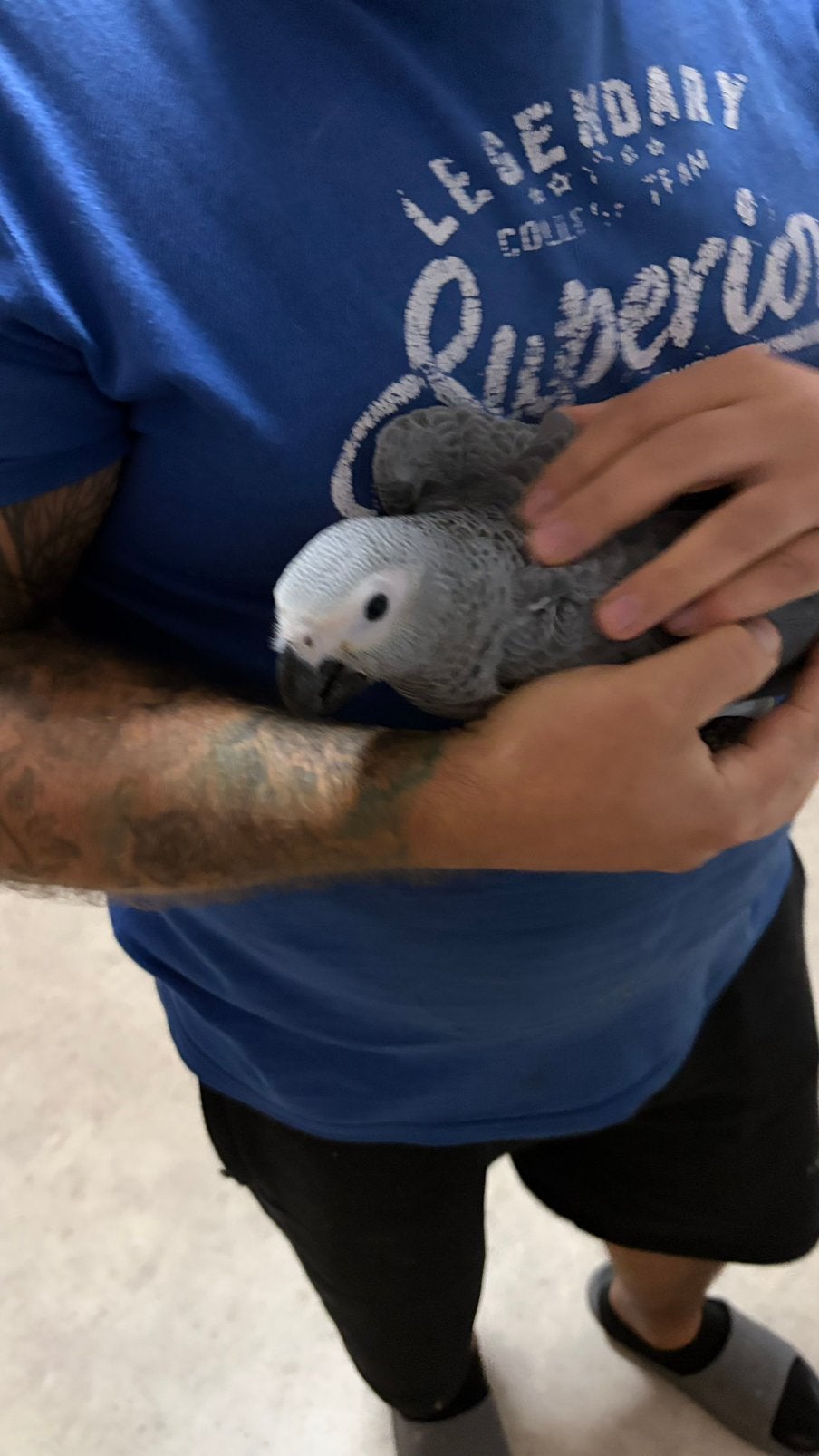 Magnifique gris du Gabon 3 mois eam, Plusieurs animaux, Perroquet, Parleur