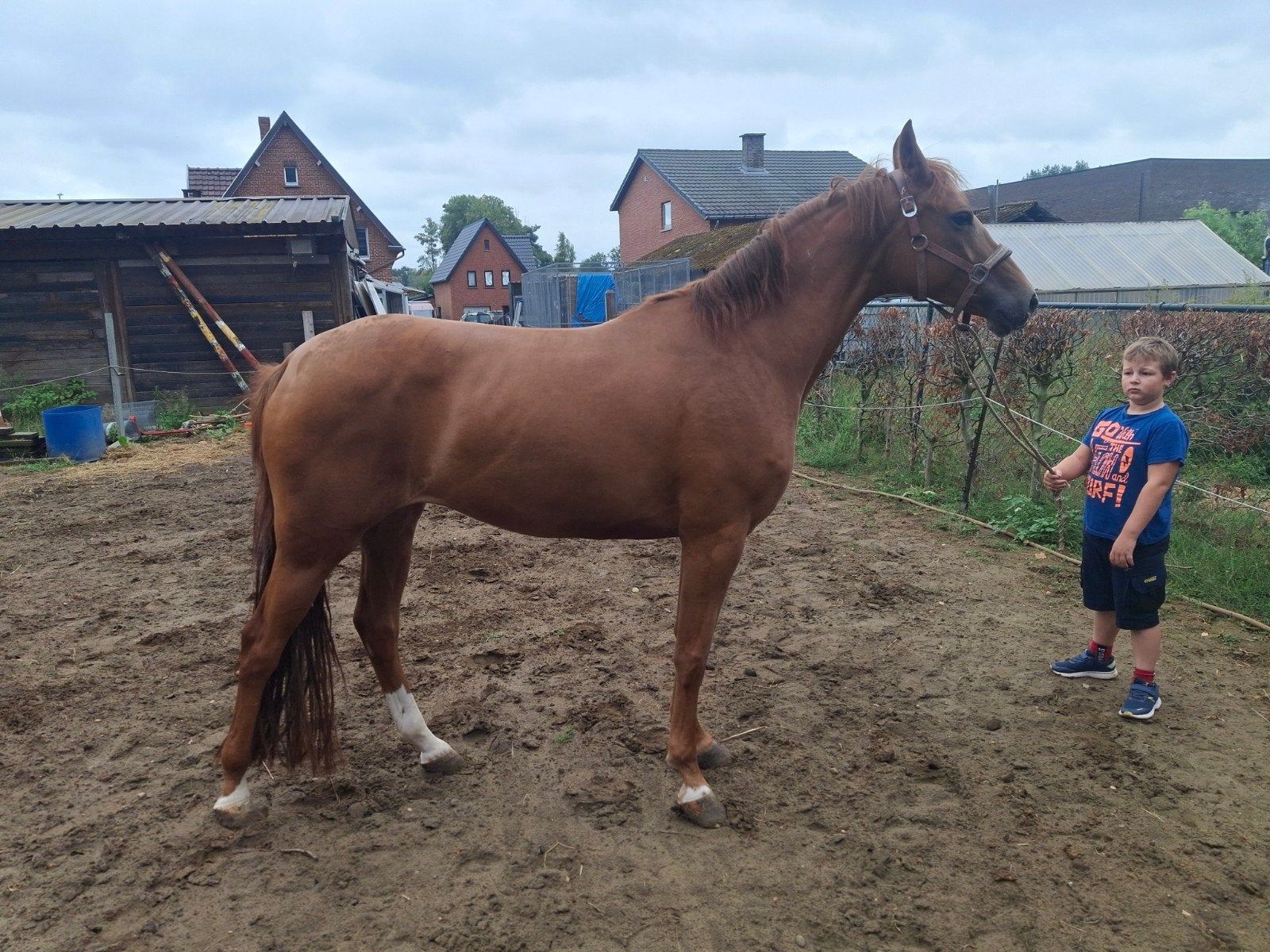 mooie merie, Dieren en Toebehoren, Paarden, Zadelmak