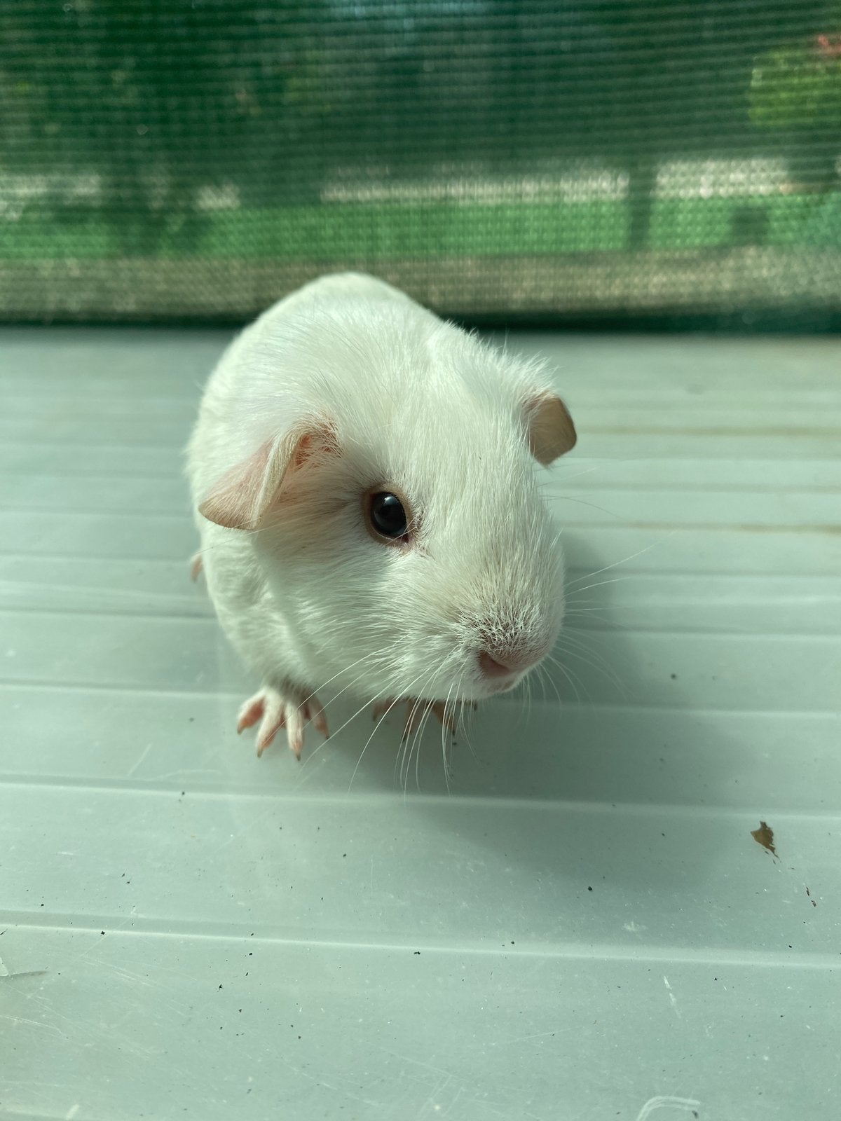 Wit fonkeroogzeugje uit crème bonte lijn, Dieren en Toebehoren, Knaagdieren, Juni, Vrouwelijk, Cavia