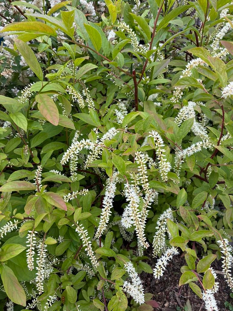 Itea virginica Amerikaanse bloemwilg, Ophalen