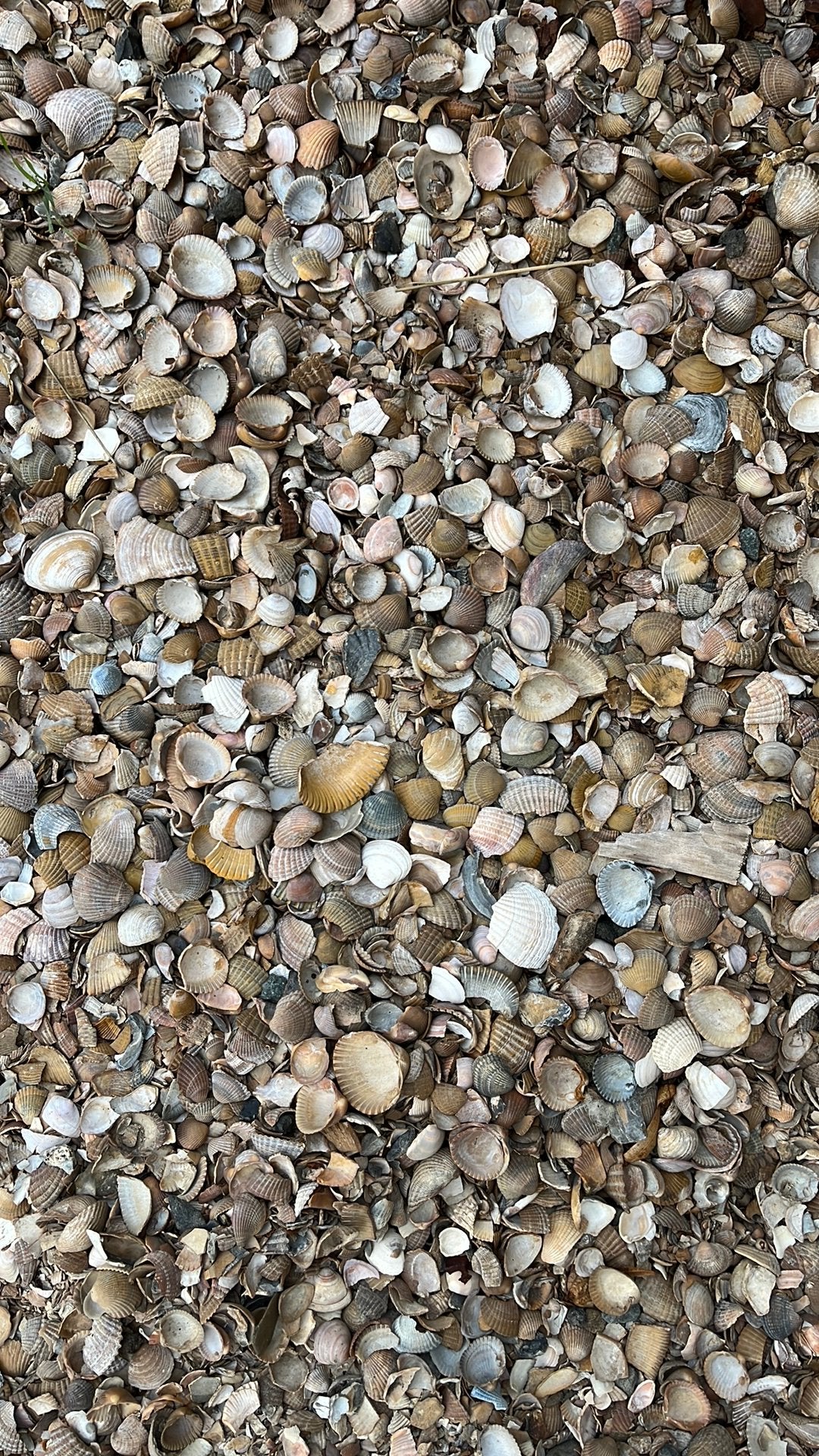 gratis schelpen (voor in tuin), Marron, Enlèvement, Utilisé, Autres types