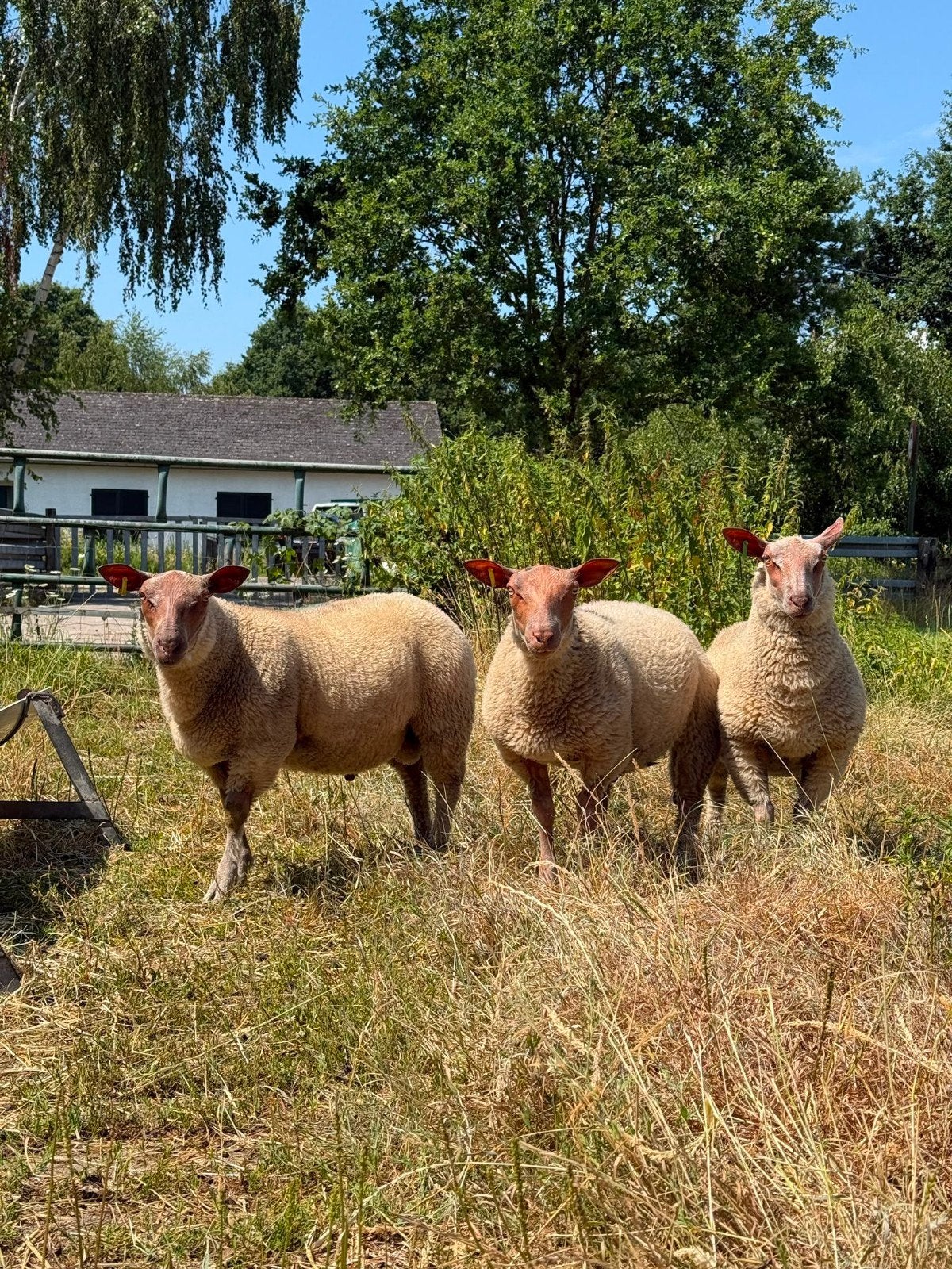 Agneaux Gram et Crow du Rouge de la Ouest, Plusieurs animaux, Mouton, 0 à 2 ans