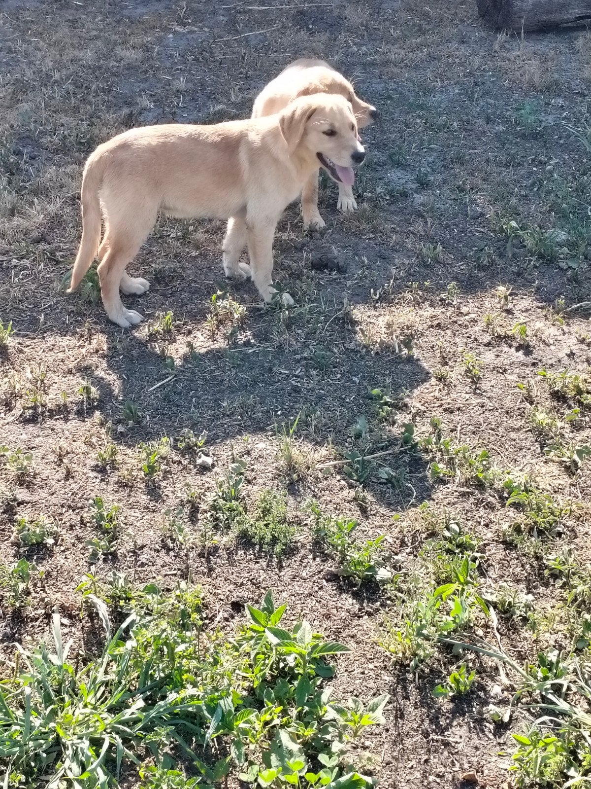 Superbes chiots Golden X, Animaux & Accessoires, Golden retriever, Parvovirose, Chienne, Belgique