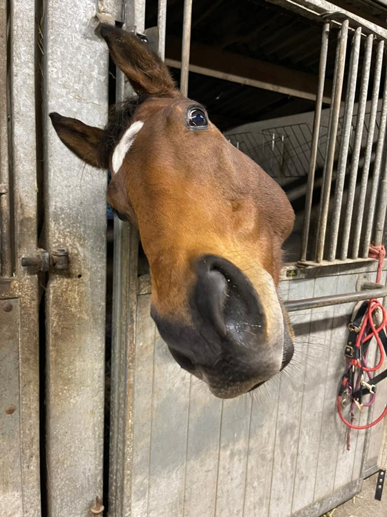Engelse volbloed 7 jaar, Dieren en Toebehoren, Paarden, Ruin, 7 tot 10 jaar, 160 tot 165 cm, Recreatiepaard