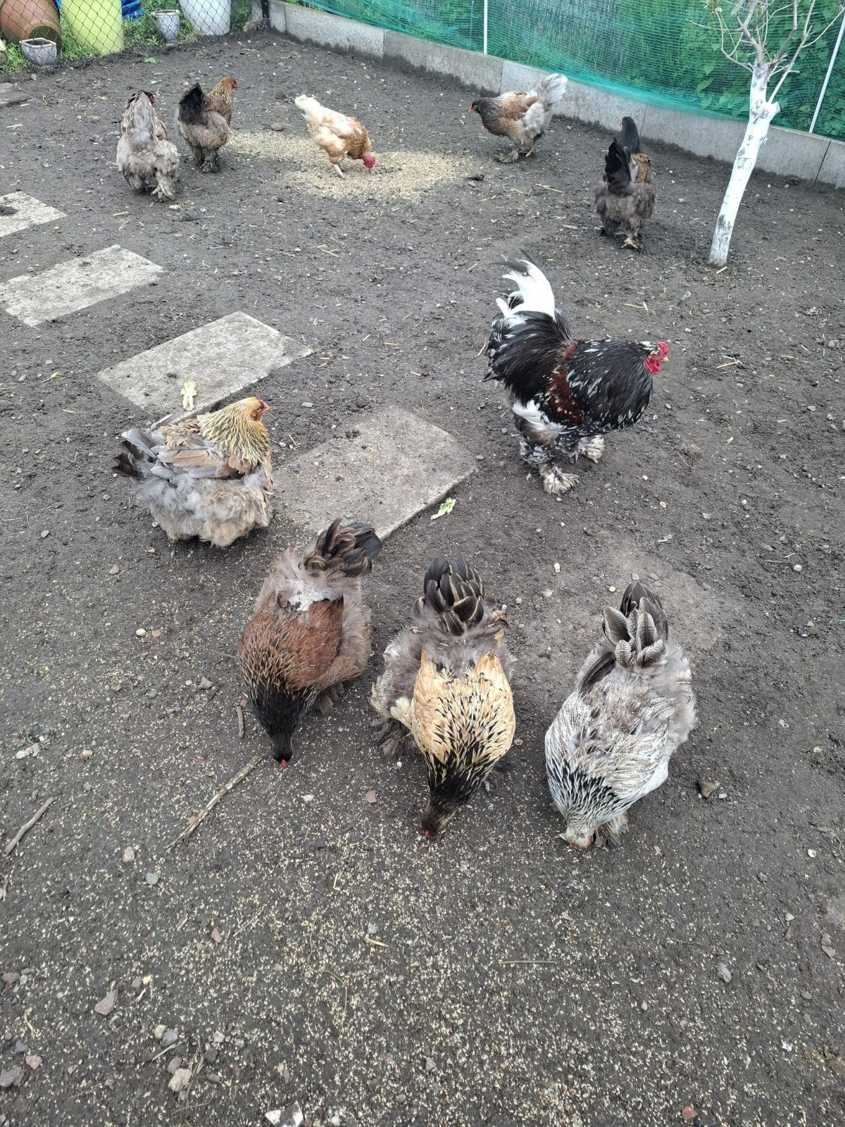Brhama kipen, Dieren en Toebehoren