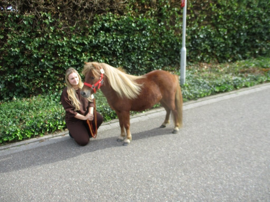 Brave shetlander shetlandmerrie merrie., Dieren en Toebehoren, Merrie, Met stamboom