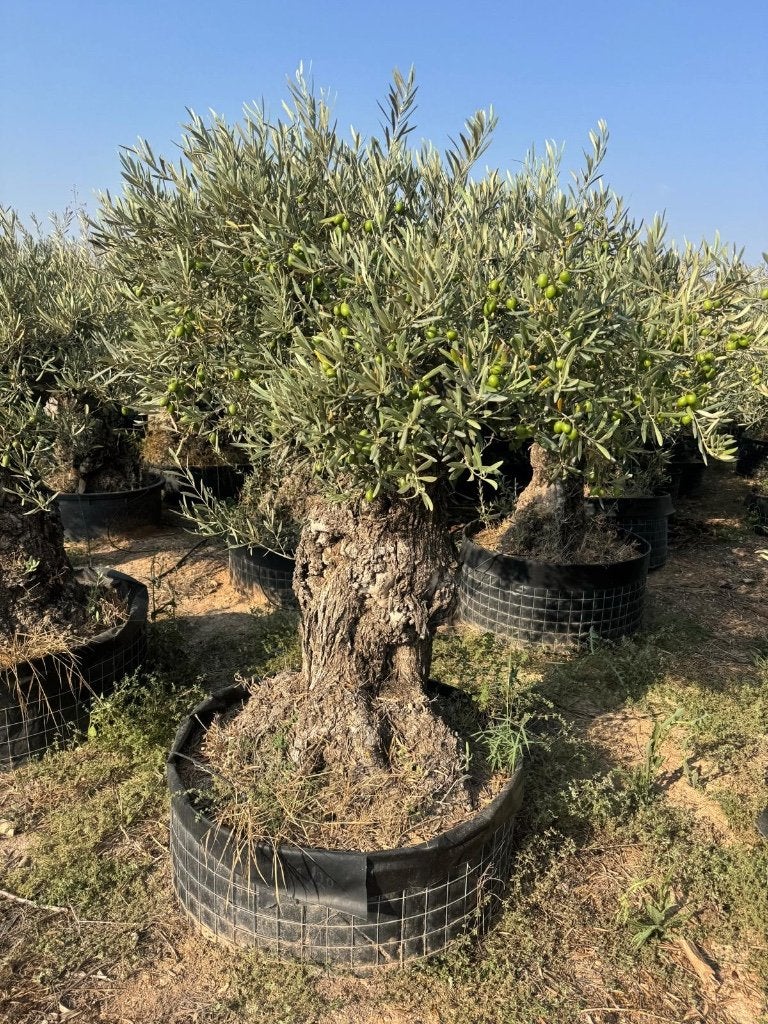 Olijfboom bonsai in draadkluit, 100 à 250 cm, Plein soleil, Été, Enlèvement