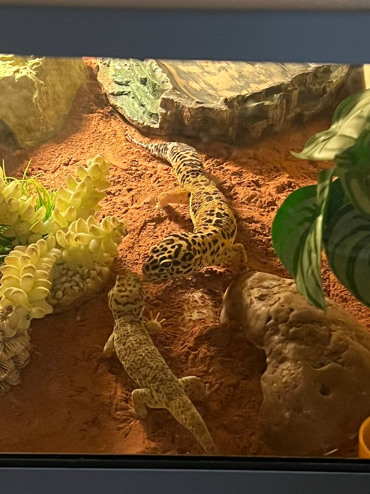 terrarium plus geckos divers, Animaux & Accessoires