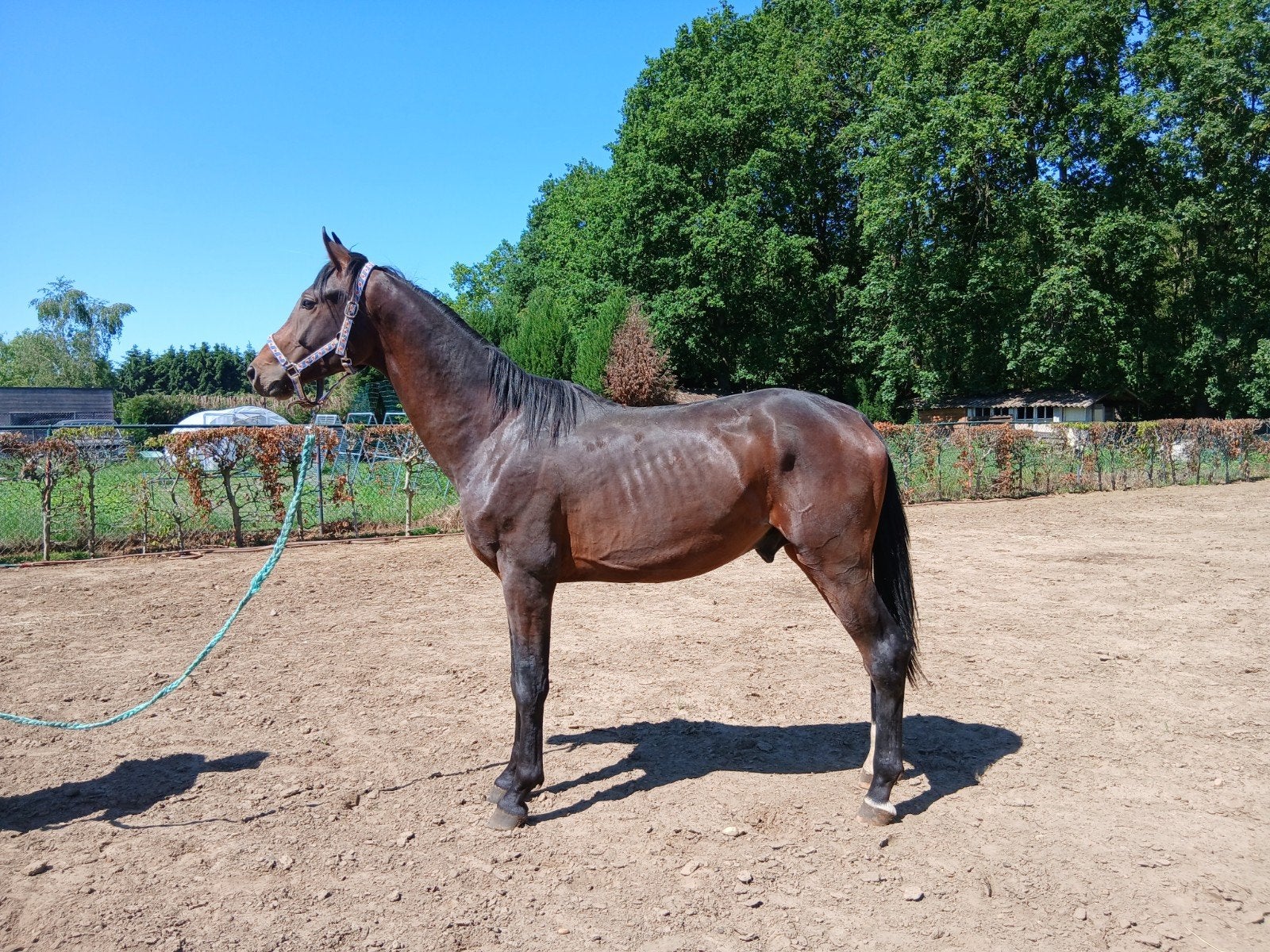 2jarige hengst, Dieren en Toebehoren, Paarden, Hengst