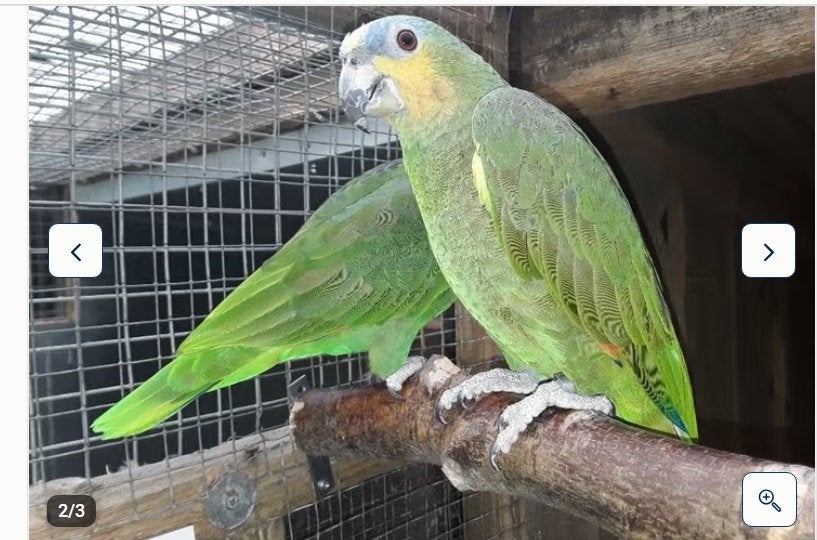 oranjevleugel amazone, Dieren en Toebehoren, Vogels | Parkieten en Papegaaien, Papegaai, Geringd