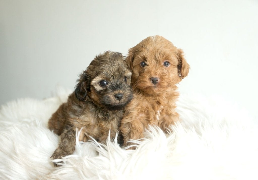 Schattige hypoallergene mini pups, Dieren en Toebehoren, Parvo, België, Fokker | Hobbymatig, 8 tot 15 weken