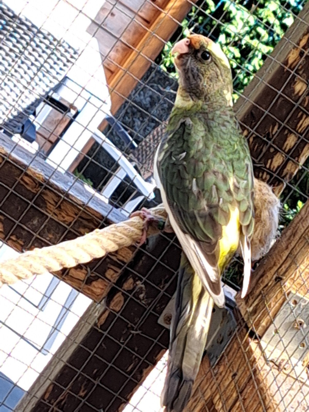 Jonge bonte pennant