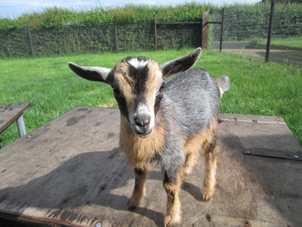 Blauwschimmel tan dwerggeiten mieke van Joke, Dieren en Toebehoren, Vrouwelijk, Geit, 0 tot 2 jaar