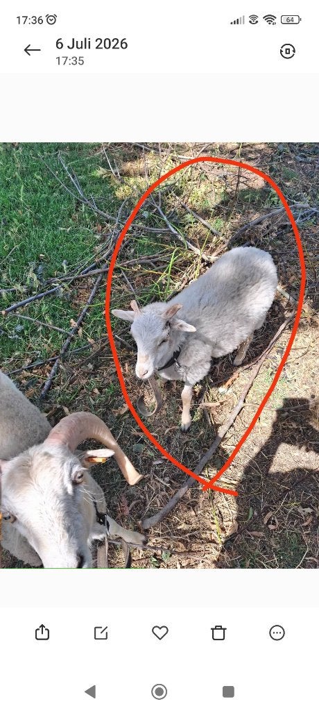 Ouessantschaap ram, Dieren en Toebehoren, April, Mannelijk