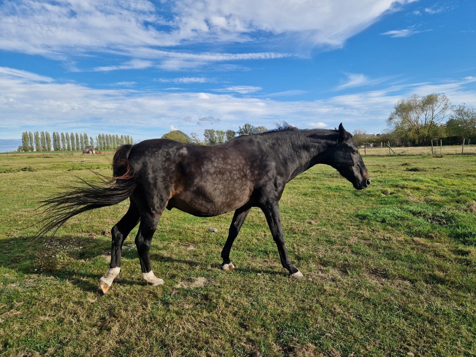 box cheval a estinnes, Animaux & Accessoires, Élevage, 1 cheval ou poney