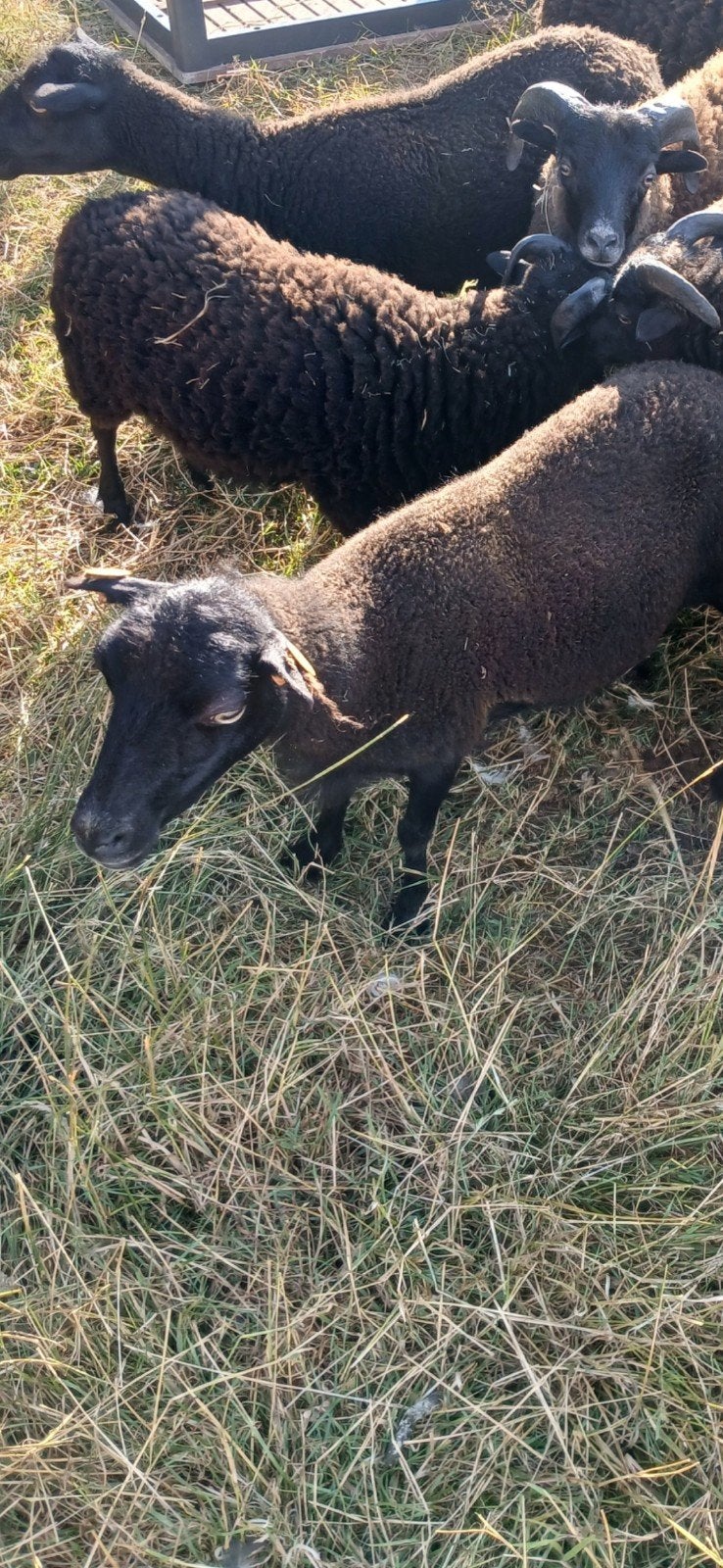 Ouessant ooien, Dieren en Toebehoren, Schapen, Geiten en Varkens