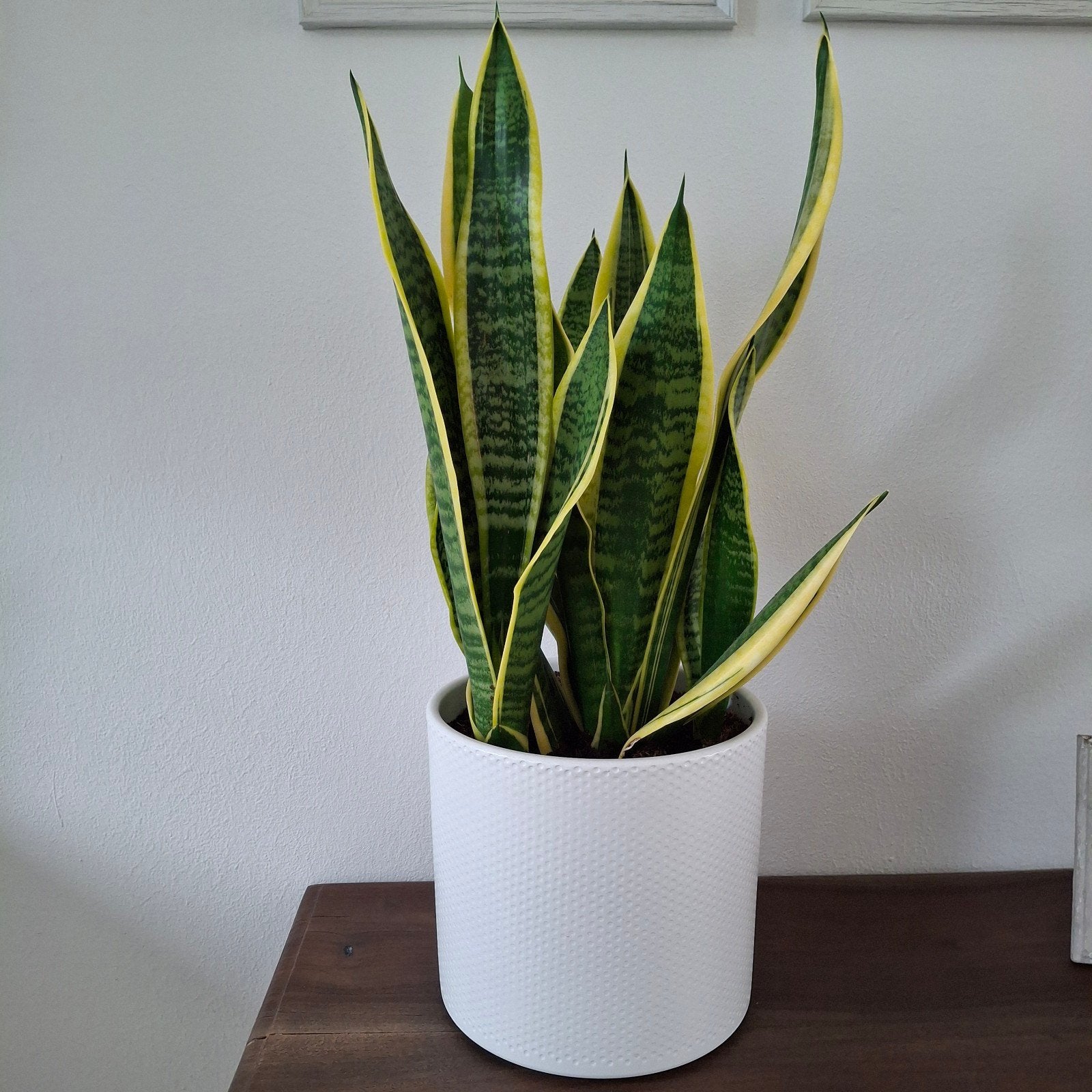 Sanseveria, Huis en Inrichting, Ophalen