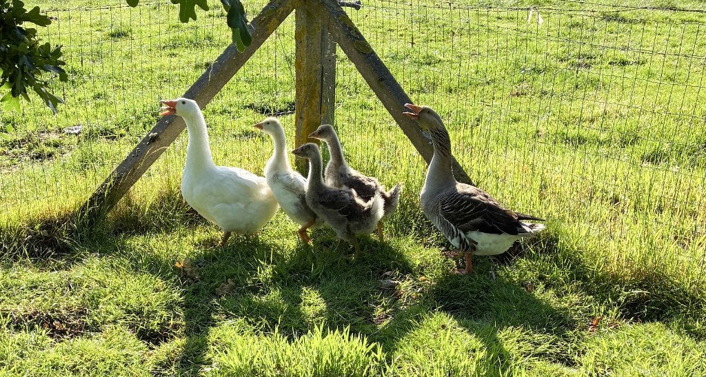 3 jonge ganzen te koop (20€ voor alle 3), Geslacht onbekend, Gans of Zwaan