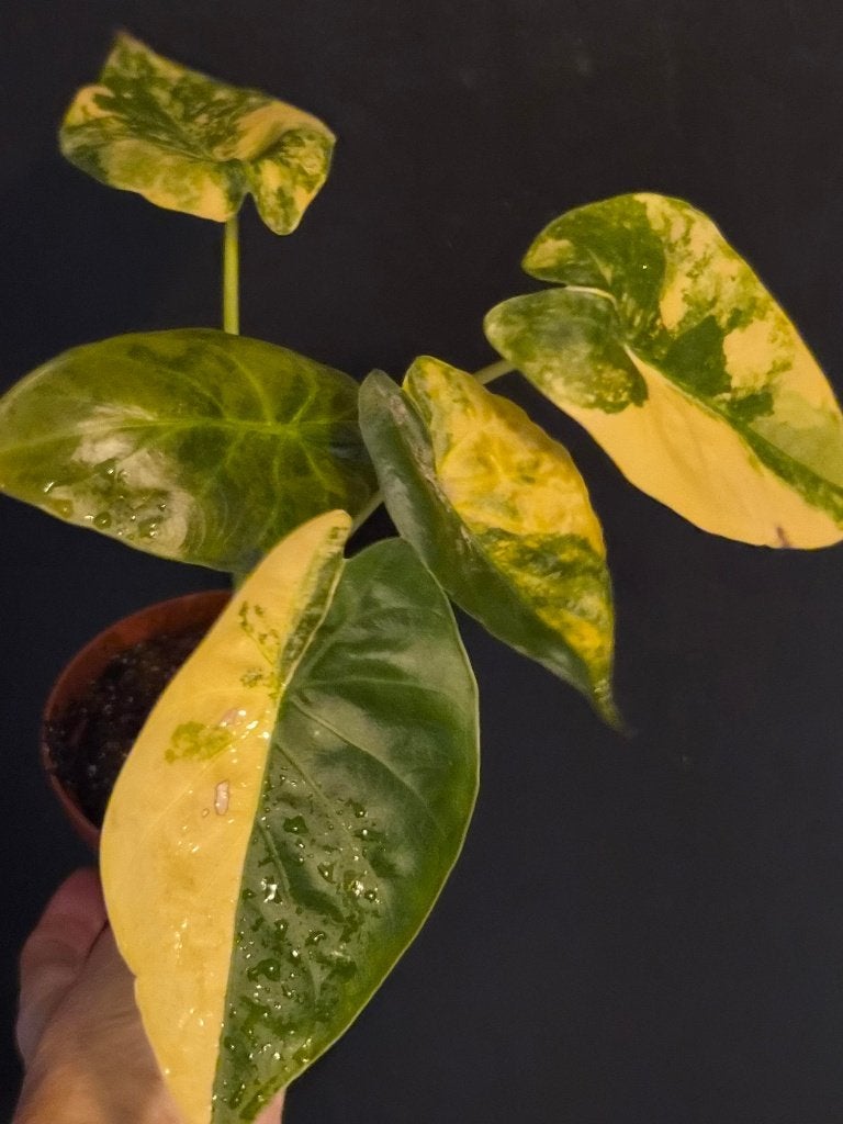 Alocasia Wentii Aurea, Maison & Meubles, Plantes d'intérieur, Enlèvement ou Envoi
