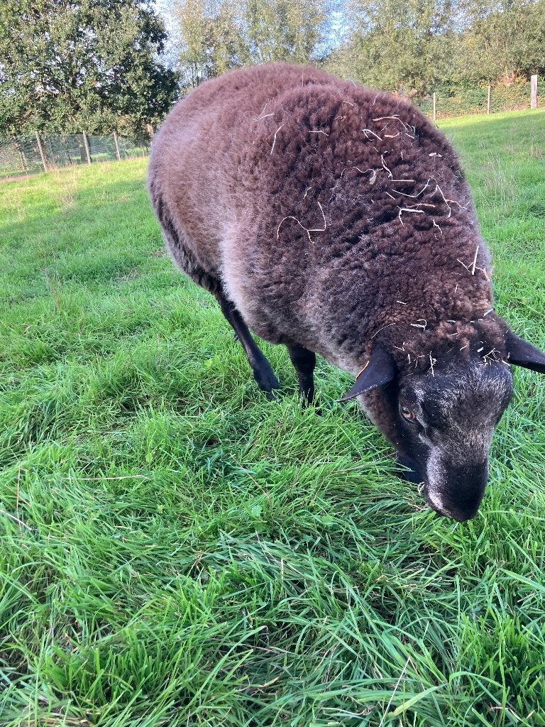 Ram te koop, Dieren en Toebehoren, Mannelijk, Schaap