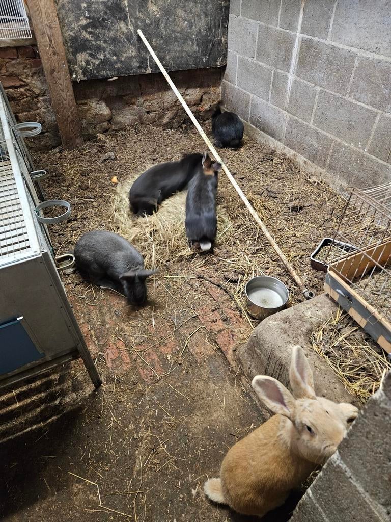 A vendre  lapins