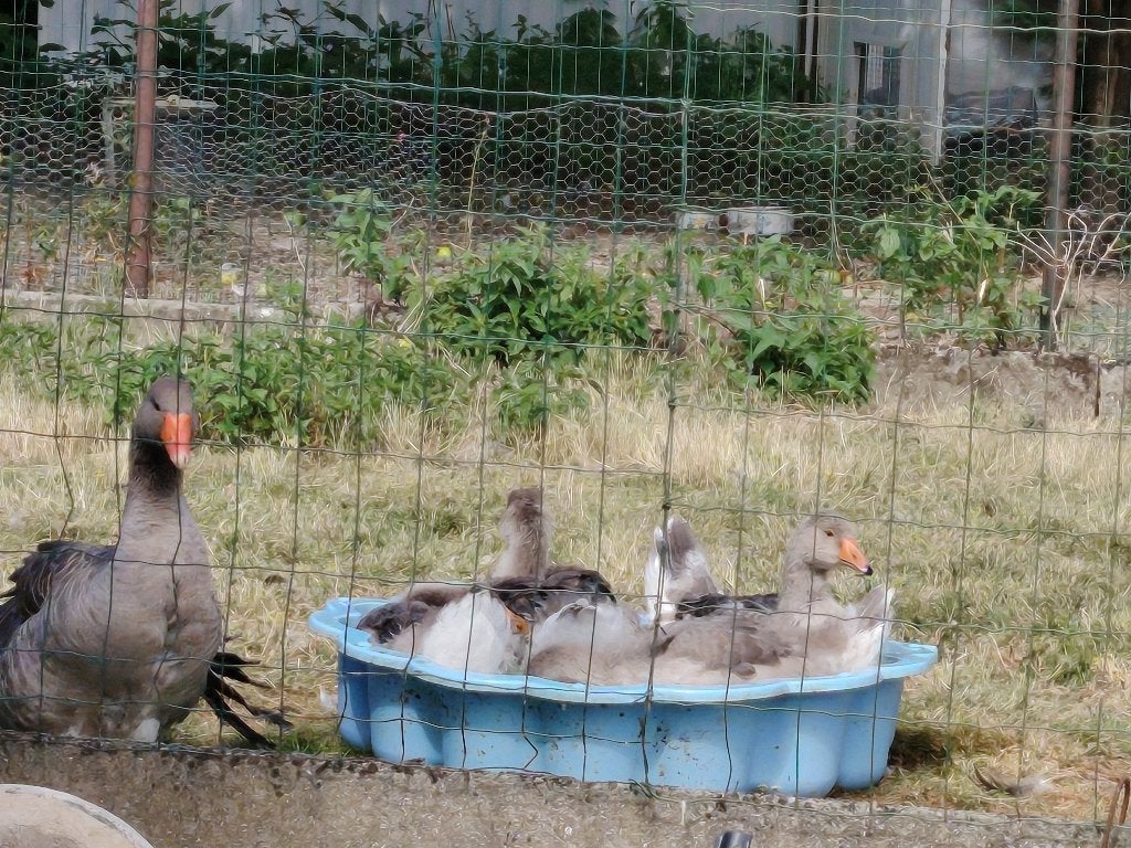 Ganzen, Dieren en Toebehoren, Vrouwelijk, Gans of Zwaan