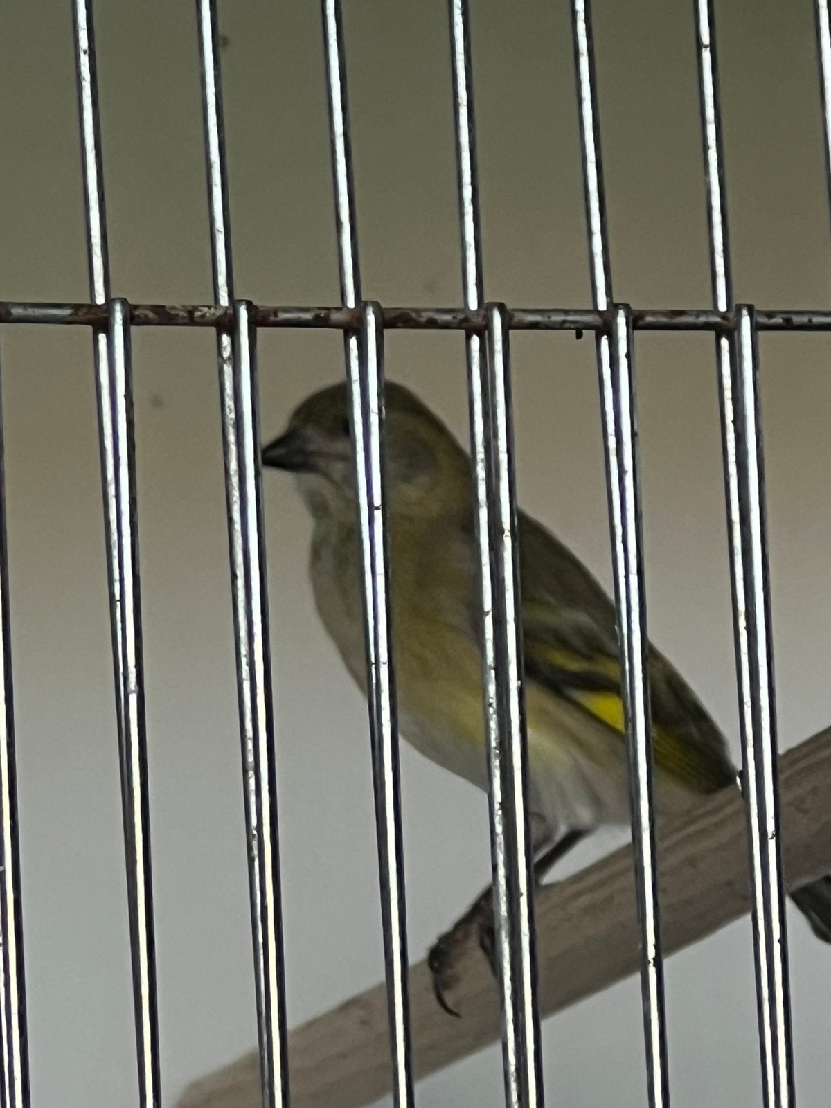 Zwartkopsijs pop van 2025 gerind, Dieren en Toebehoren, Vogels | Overige Vogels, Geringd