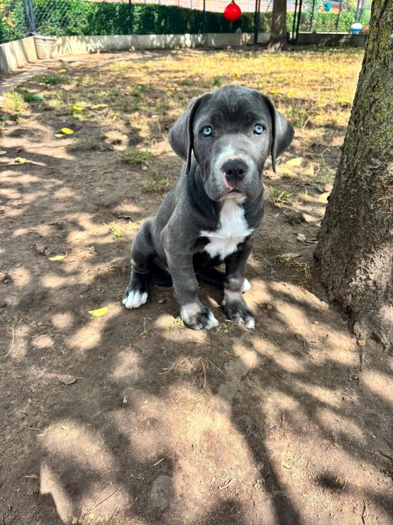 Un beau chiot Cane Corso cherche propriétaire ! !, Maladie de Carré (chiens), Belgique, Un chien, Chienne