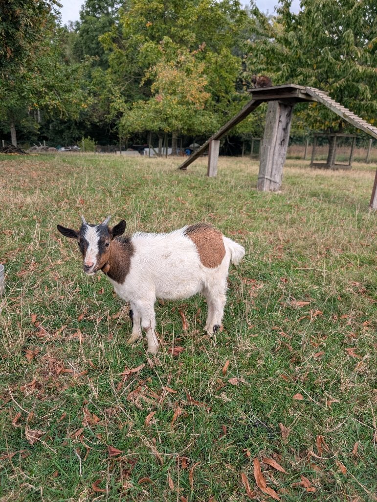 Chèvres, Mâle, Chèvre, 0 à 2 ans