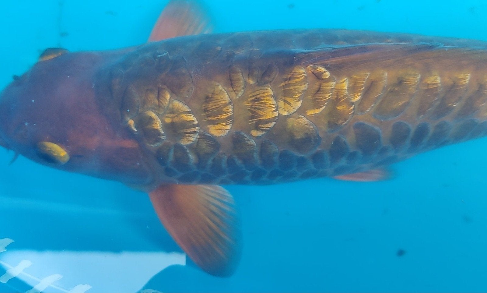 aragoke koi