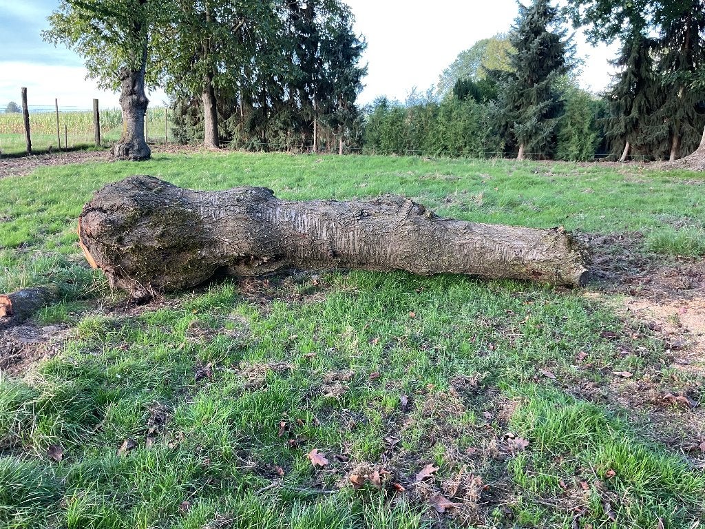 Boomstam van kersenhout, Enlèvement, Utilisé, Bois
