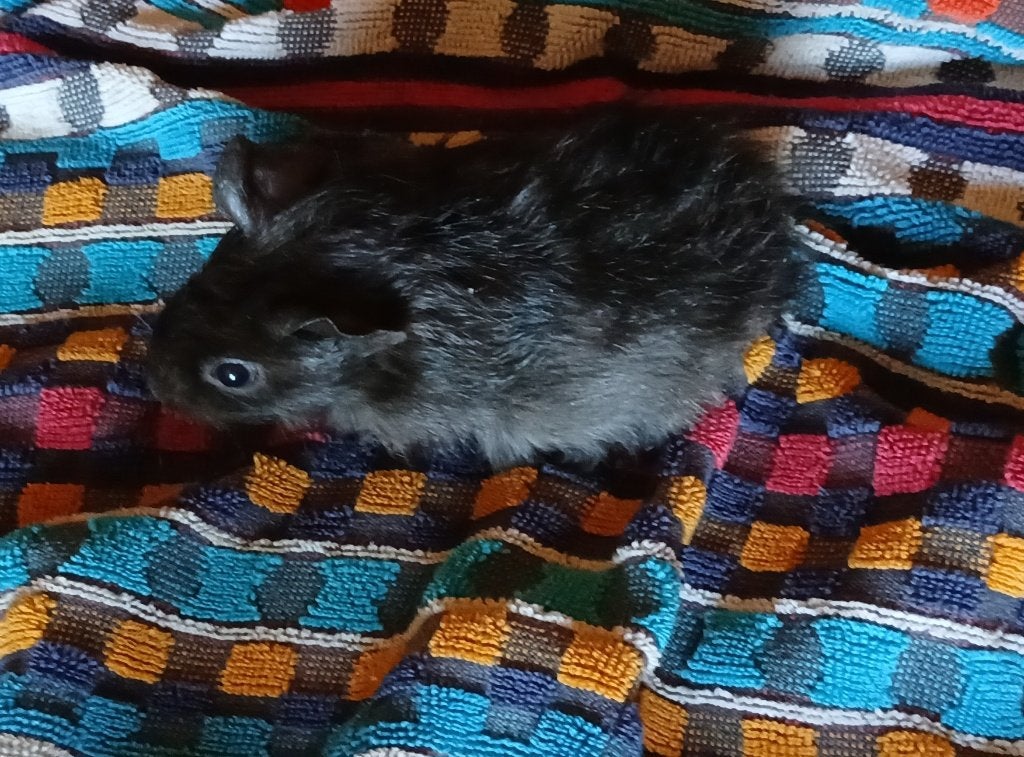 Jong cavia mannetje gratis, Cavia, Augustus, Mannelijk, Tam