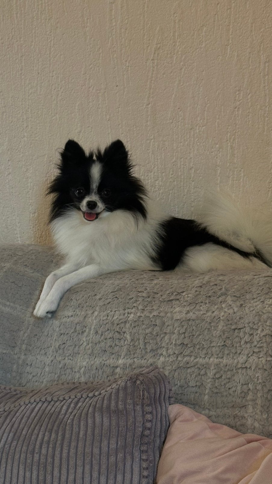 Super lief pomeriaan meisje ivy, België, Particulier, Keeshond, 15 weken tot 1 jaar