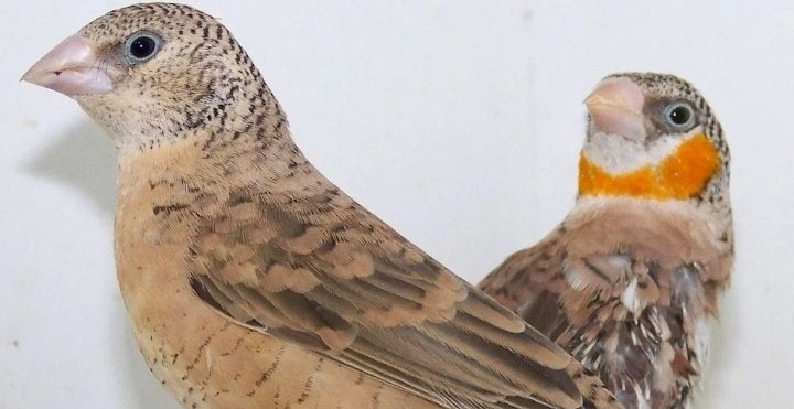 Te koop:Bandvinken 2026 -Rood en Oranjeband, Dieren en Toebehoren, Vogels | Overige Vogels