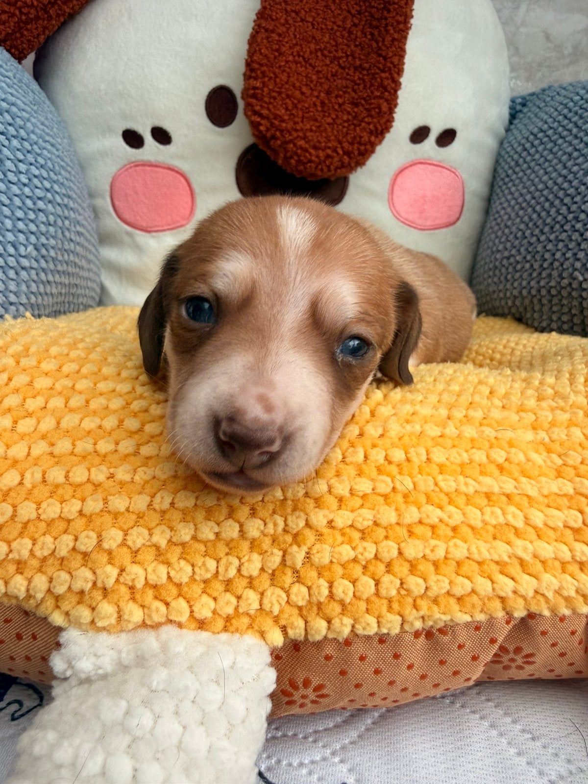 Piebald dwergteckel pups, Animaux & Accessoires, Chiens | Teckels & Bassets, Plusieurs animaux, Poils courts, Nain, Éleveur | Professionnel