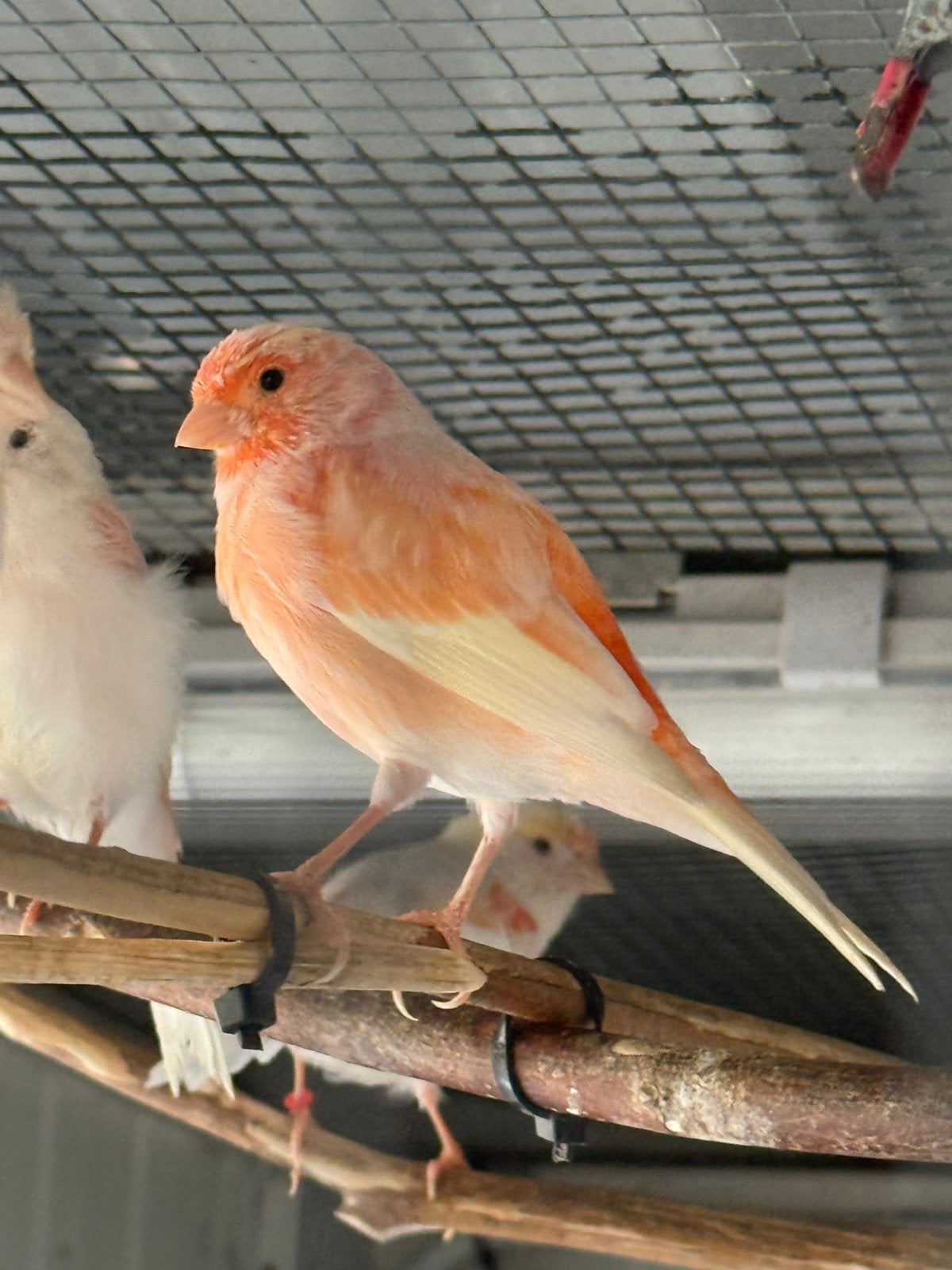 Canaris, Animaux & Accessoires, Femelle, Canari de couleur