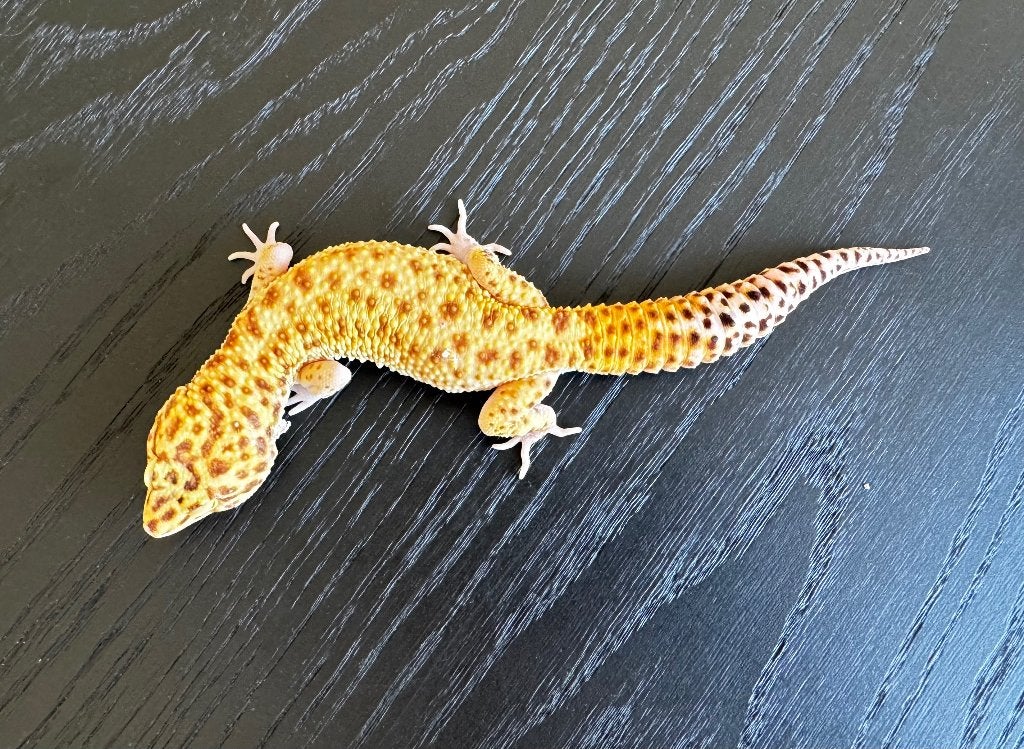 Luipaardgekko W&Y Tremper Albino, Dieren en Toebehoren, Hagedis, 0 tot 2 jaar