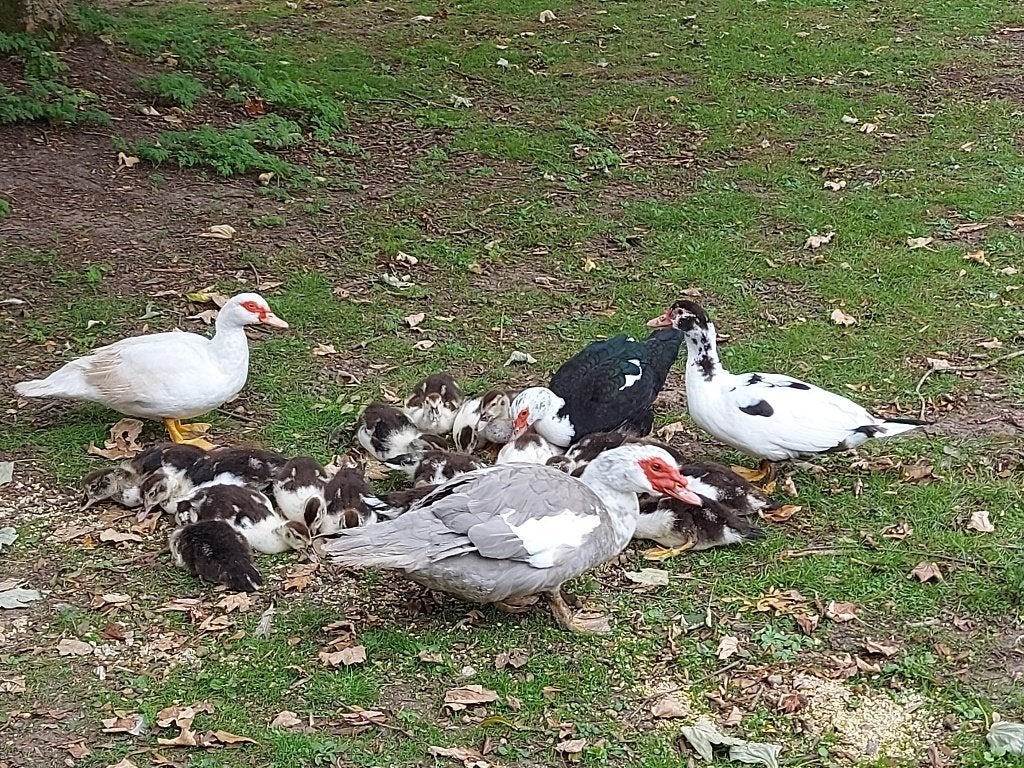 Barbarie eenden. Muskuseend., Animaux & Accessoires, Plusieurs animaux, Canard